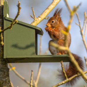 Eichhörnchen sitzt auf unserem handgefertigtem Eichhörnchen Futterhaus